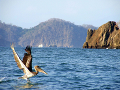 pelican at the ocean on tortuga island by size4riggerboots